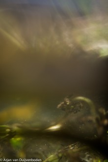 DNatuur-7109